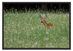 kleines Rehkitz auf Wiese Schattenfugenrahmen 100x70