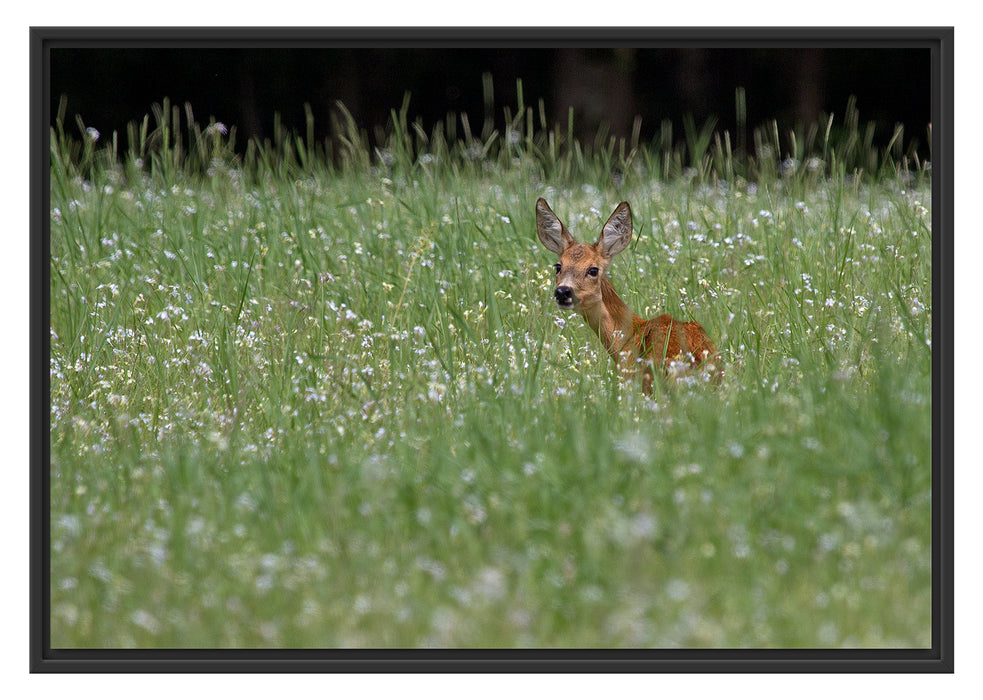 Pixxprint kleines Rehkitz auf Wiese, im Schwebe-Effekt Bilderrahmen