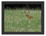 kleines Rehkitz auf Wiese Schattenfugenrahmen 38x30