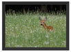 kleines Rehkitz auf Wiese Schattenfugenrahmen 55x40