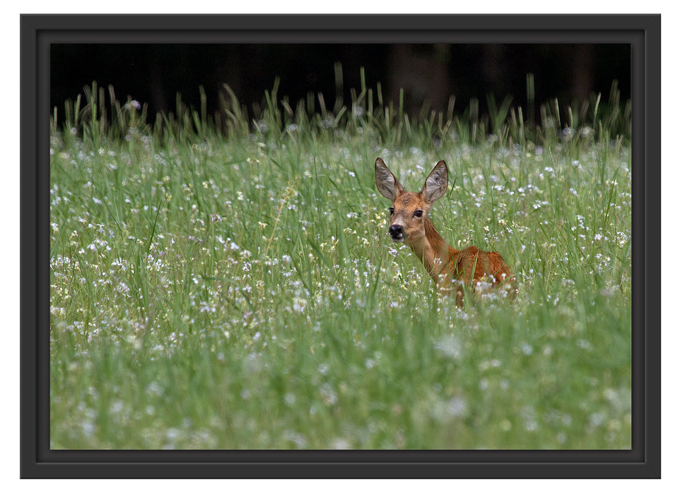 kleines Rehkitz auf Wiese Schattenfugenrahmen 55x40