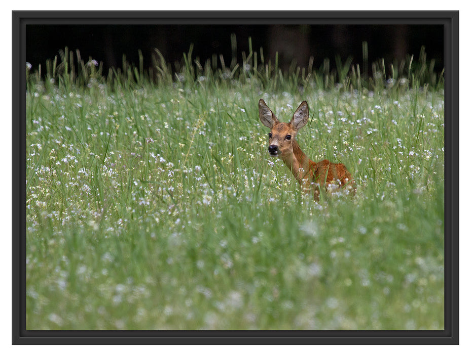 kleines Rehkitz auf Wiese Schattenfugenrahmen 80x60