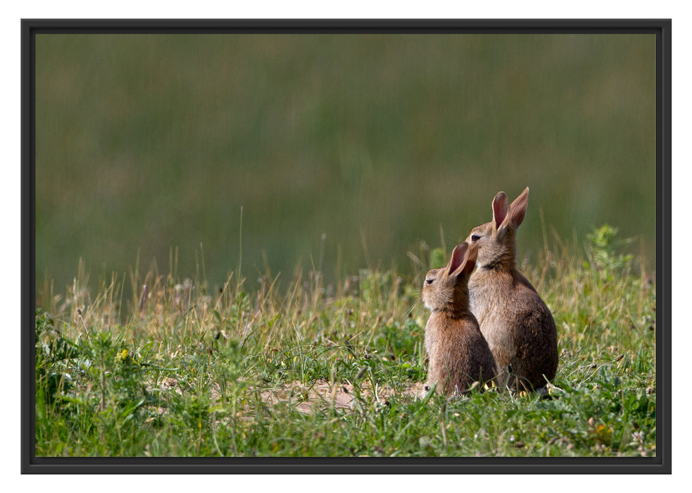 Pixxprint zwei Häschen auf Frühlingswiese, im Schwebe-Effekt Bilderrahmen