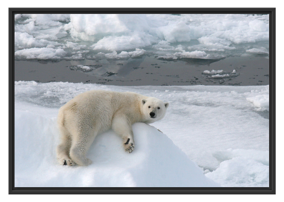 Pixxprint Eisbär auf Eisberg, im Schwebe-Effekt Bilderrahmen