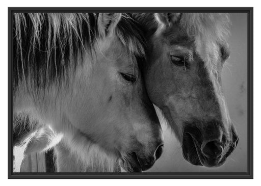 zwei liebevolle Pferde Schattenfugenrahmen 100x70