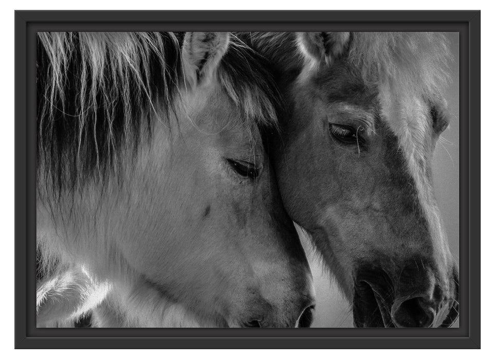 zwei liebevolle Pferde Schattenfugenrahmen 55x40