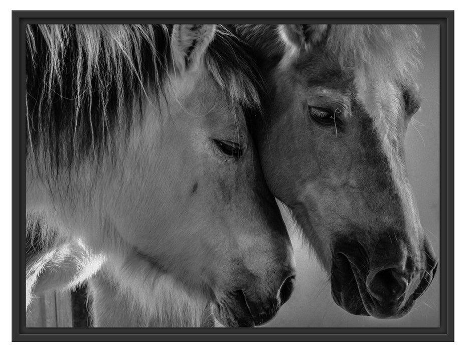 zwei liebevolle Pferde Schattenfugenrahmen 80x60