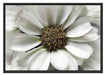 kleine weiße zarte Blüte Schattenfugenrahmen 100x70