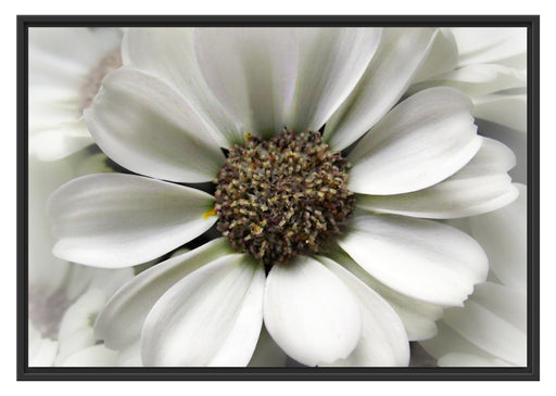 kleine weiße zarte Blüte Schattenfugenrahmen 100x70