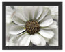 kleine weiße zarte Blüte Schattenfugenrahmen 38x30