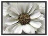 kleine weiße zarte Blüte Schattenfugenrahmen 80x60