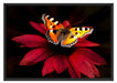 Schmetterling auf roter Blüte Schattenfugenrahmen 100x70