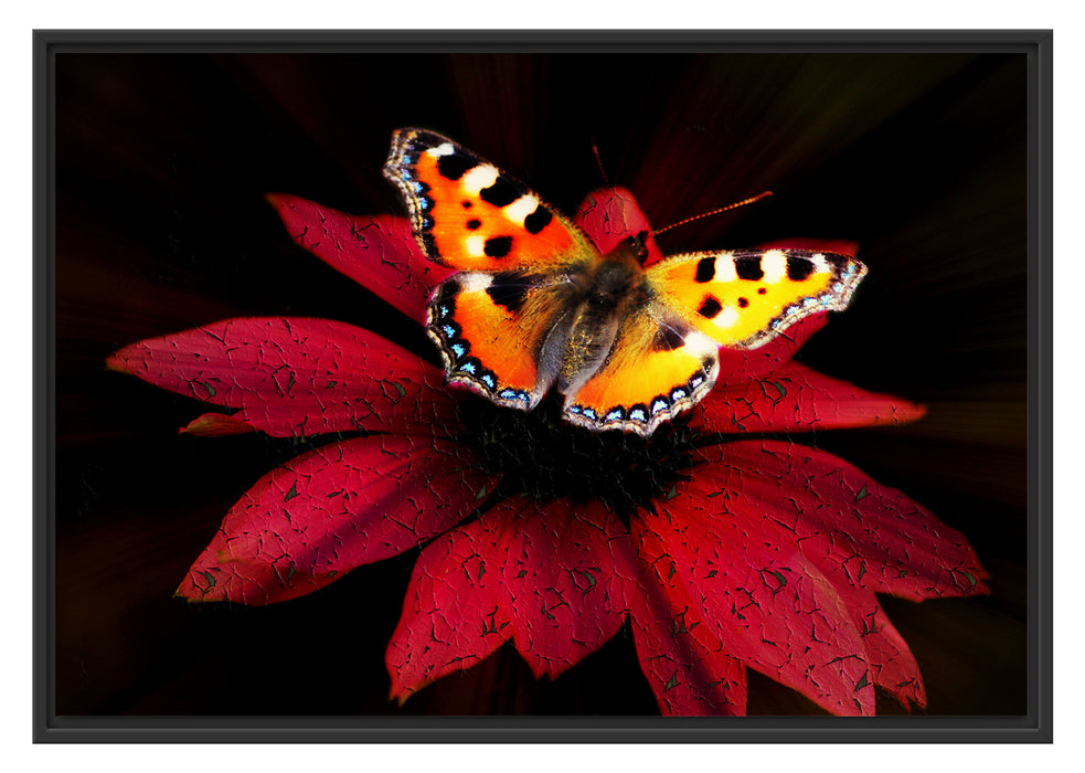 Schmetterling auf roter Blüte Schattenfugenrahmen 100x70