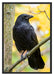 schwarzer Rabe auf Ast Schattenfugenrahmen 100x70