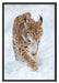Luchs im Schnee Schattenfugenrahmen 100x70