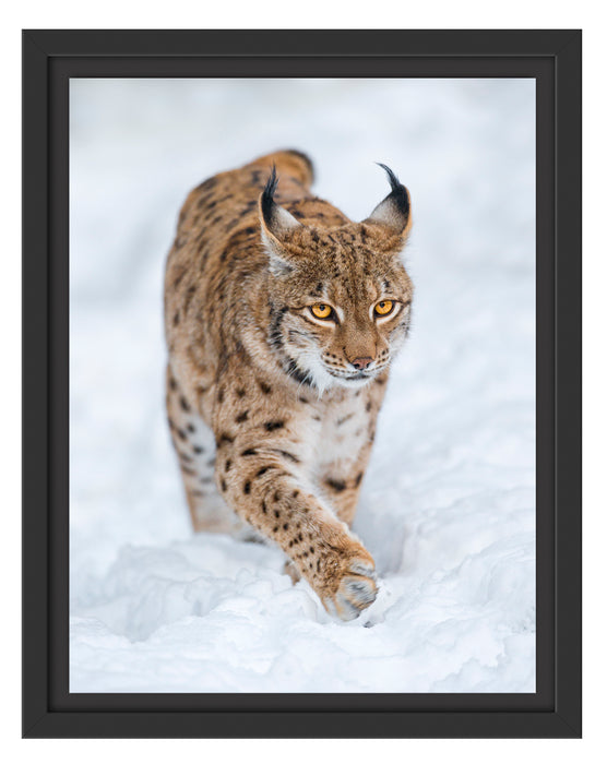 Luchs im Schnee Schattenfugenrahmen 38x30