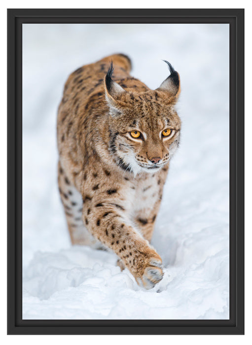 Luchs im Schnee Schattenfugenrahmen 55x40