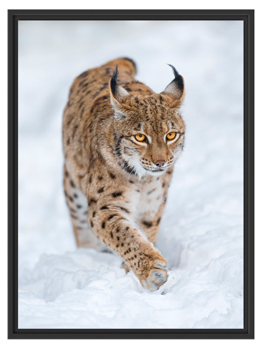 Luchs im Schnee Schattenfugenrahmen 80x60