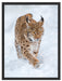 Luchs im Schnee Schattenfugenrahmen 80x60