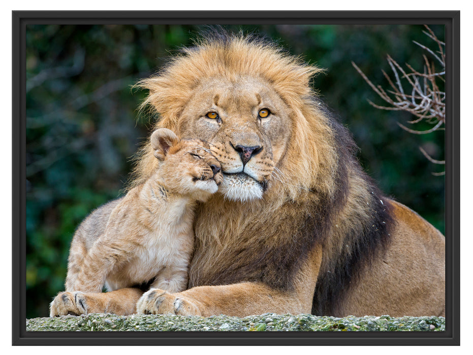 schöner Löwe mit Jungtier Schattenfugenrahmen 80x60