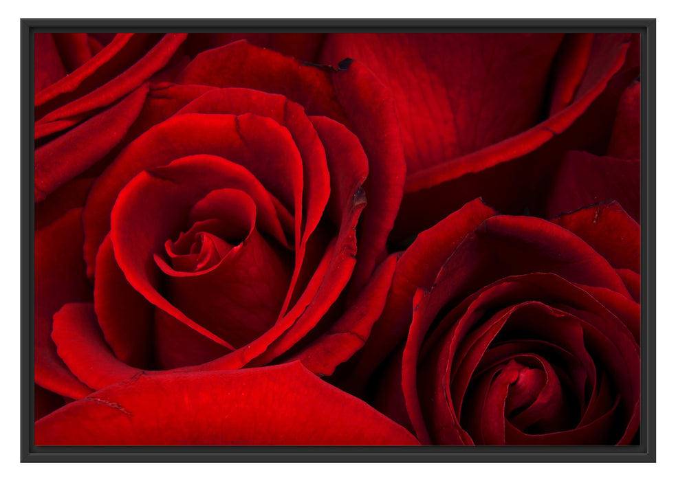 Pixxprint rote Rosen, im Schwebe-Effekt Bilderrahmen
