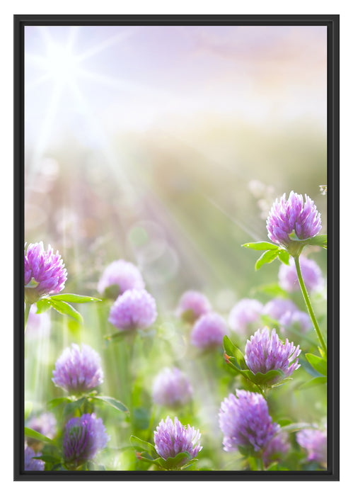 Pixxprint Kleeblüten im Sonnenschein, im Schwebe-Effekt Bilderrahmen