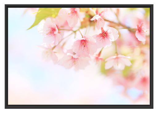 Kirschblüten an Baum Schattenfugenrahmen 100x70