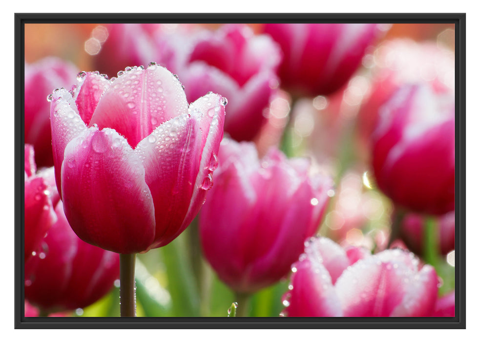 Pixxprint Tulpen mit Morgentau, im Schwebe-Effekt Bilderrahmen