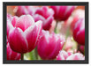 Tulpen mit Morgentau Schattenfugenrahmen 55x40