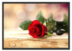 Rose auf Holztisch Schattenfugenrahmen 100x70