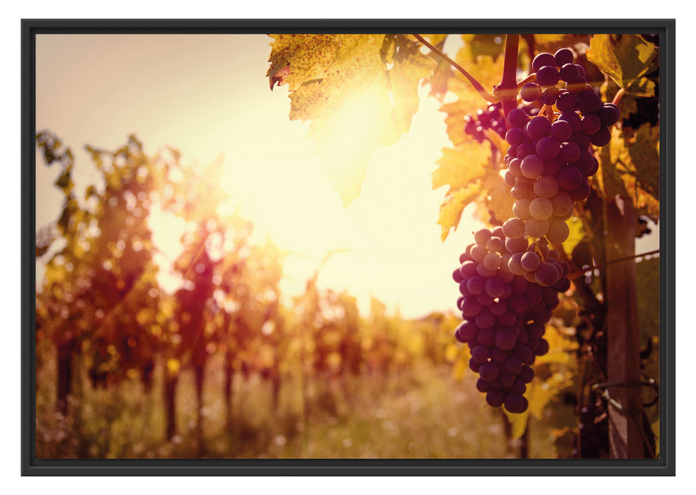 Pixxprint Weinberg im Abendleuchten, im Schwebe-Effekt Bilderrahmen