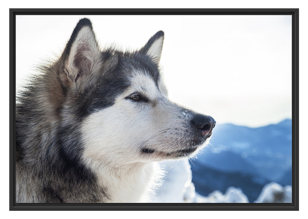 Pixxprint Süßer Husky im Schnee, im Schwebe-Effekt Bilderrahmen