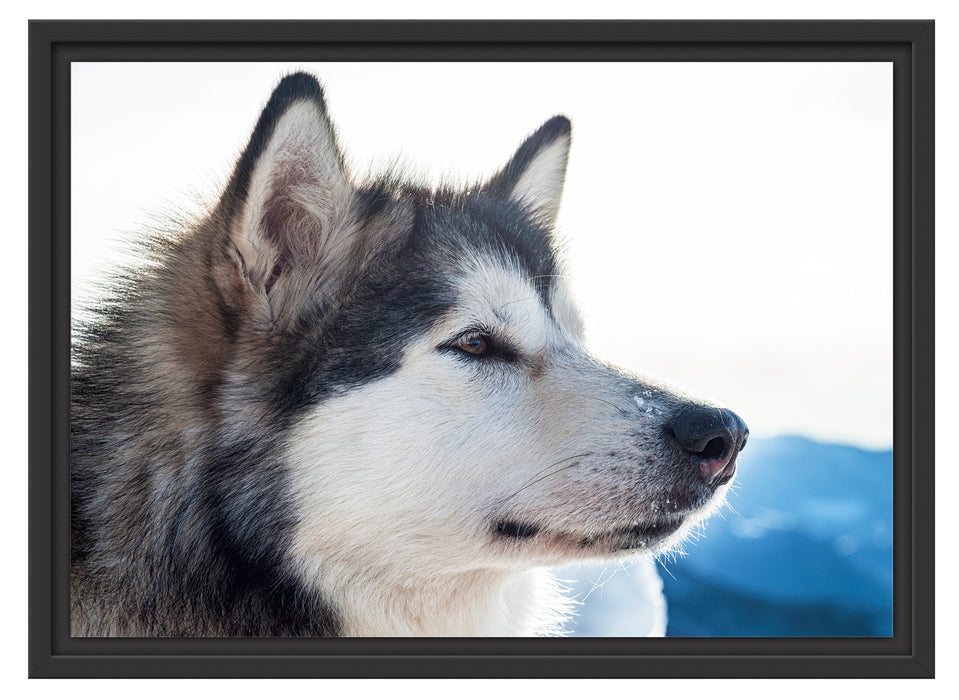 Süßer Husky im Schnee Schattenfugenrahmen 55x40