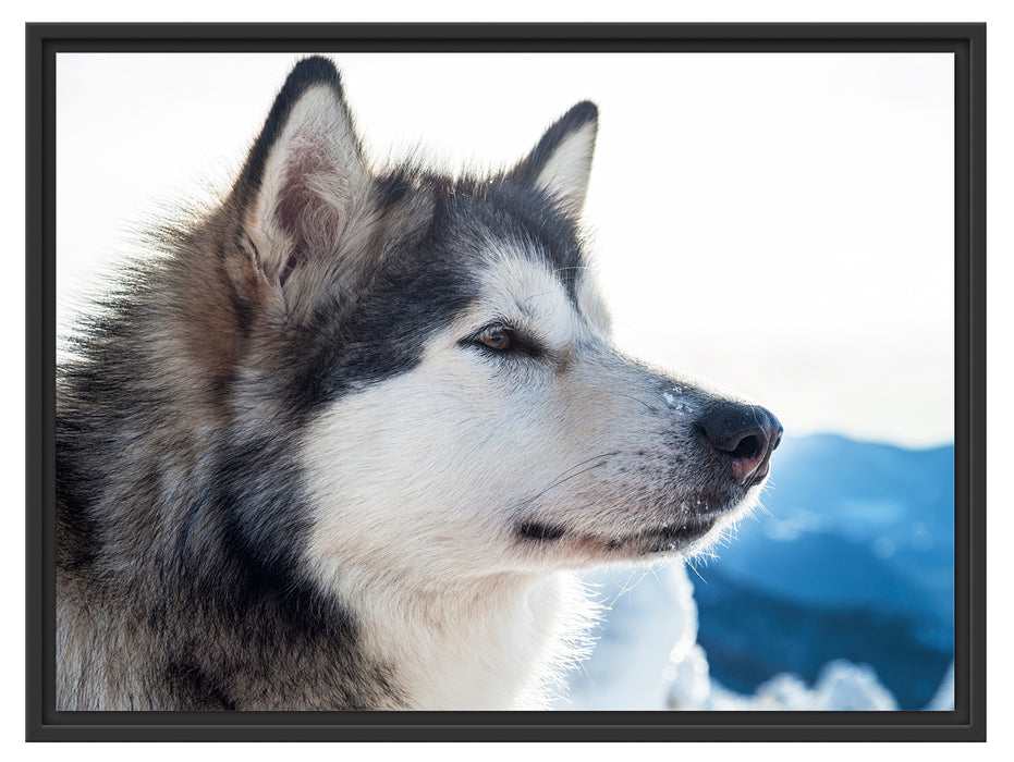 Süßer Husky im Schnee Schattenfugenrahmen 80x60