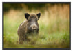 Stolzes Wildschwein im Wald Schattenfugenrahmen 100x70