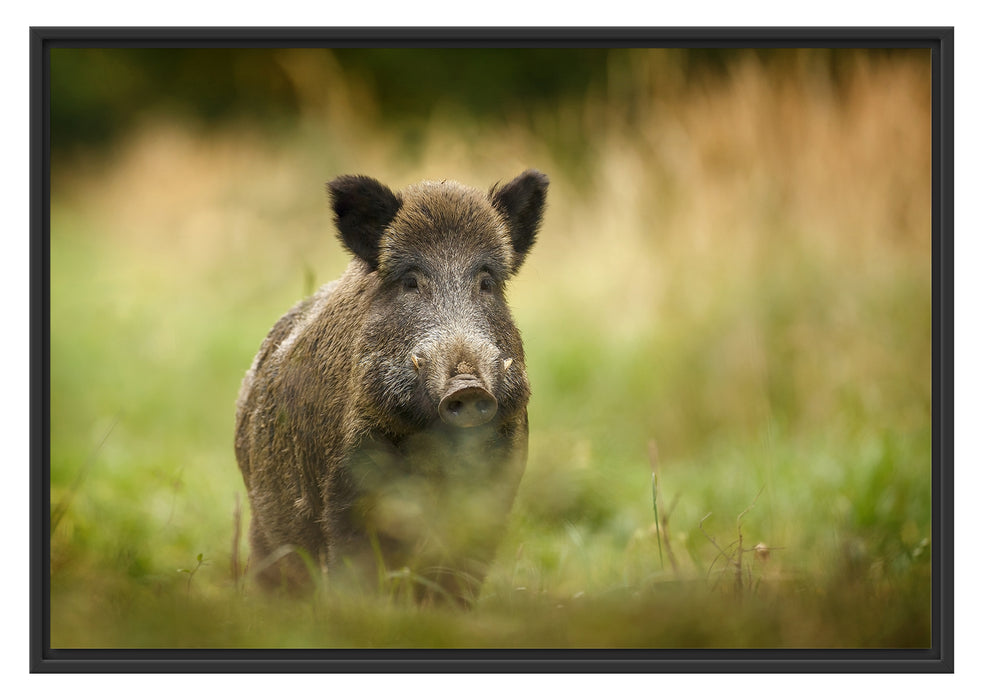 Pixxprint Stolzes Wildschwein im Wald, im Schwebe-Effekt Bilderrahmen