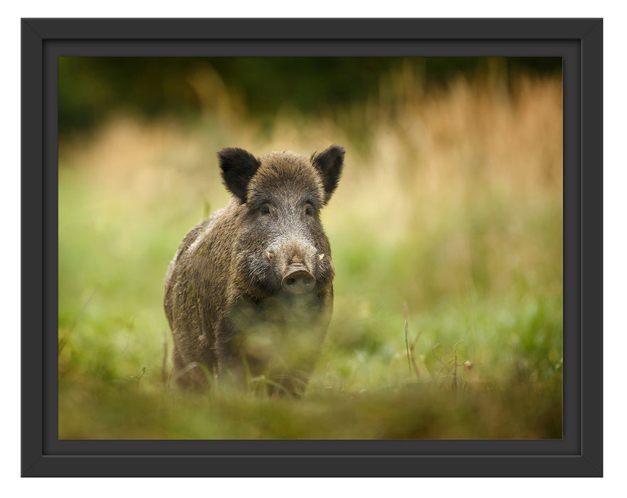 Stolzes Wildschwein im Wald Schattenfugenrahmen 38x30