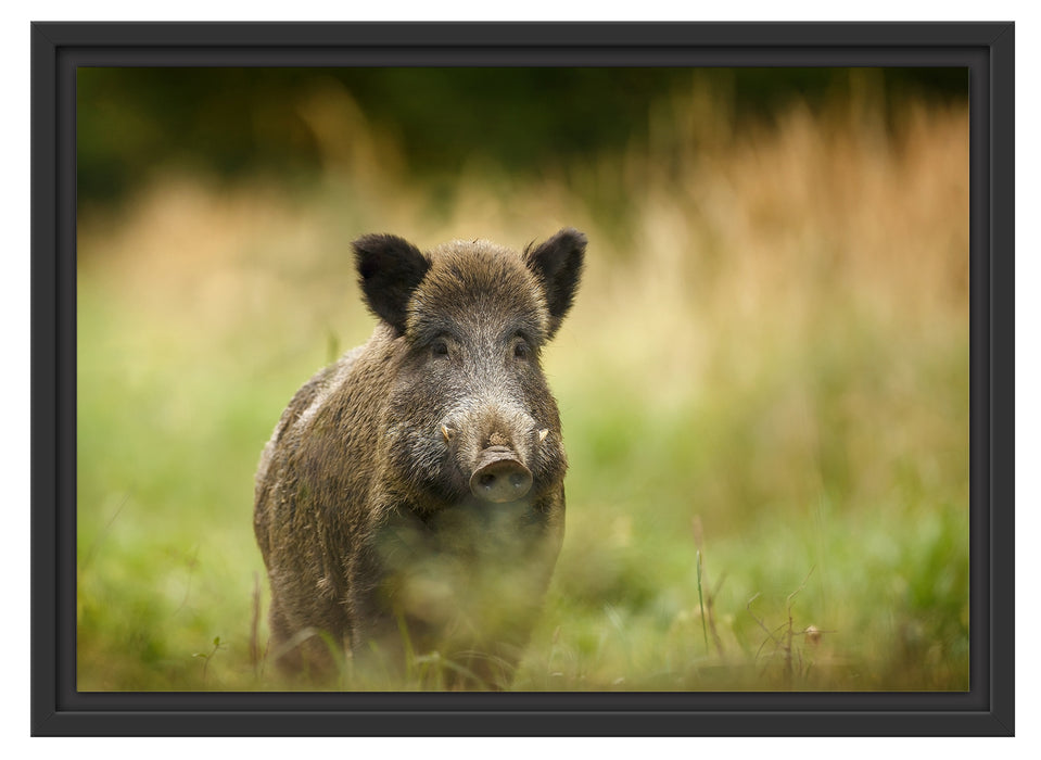 Stolzes Wildschwein im Wald Schattenfugenrahmen 55x40