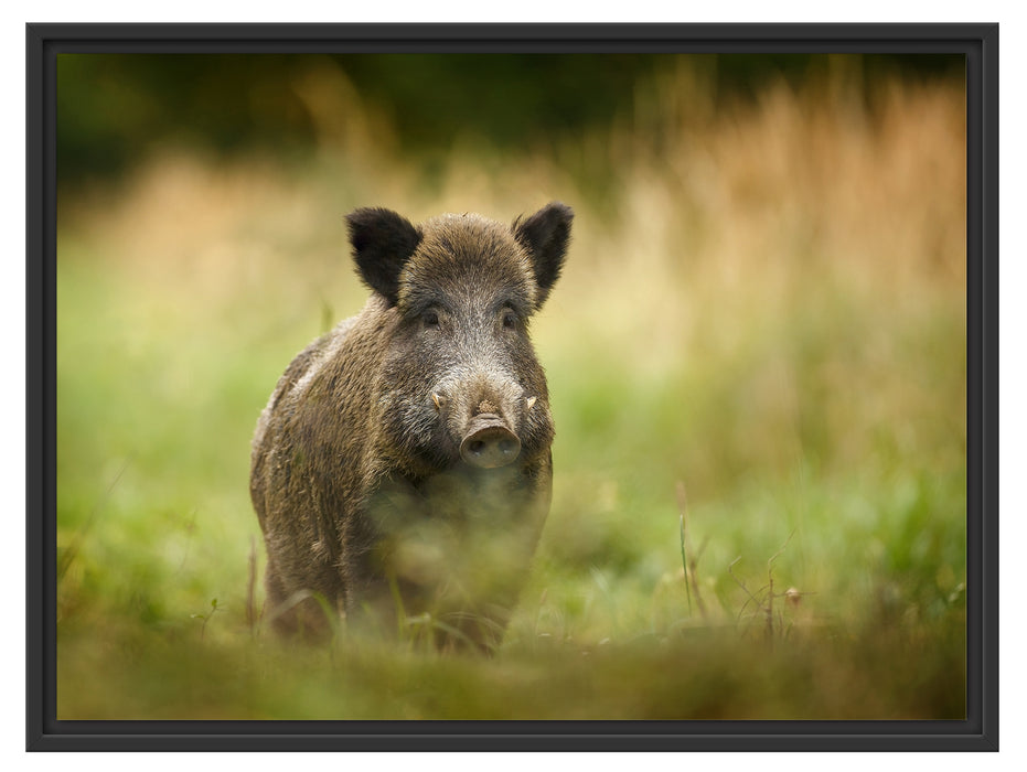 Stolzes Wildschwein im Wald Schattenfugenrahmen 80x60