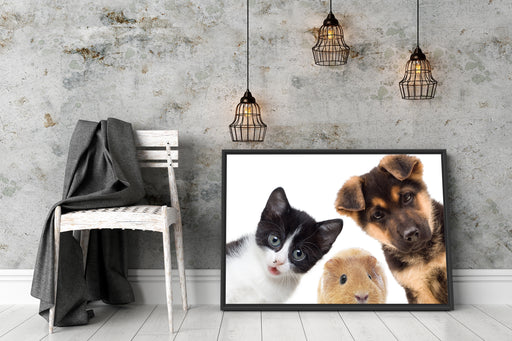 Trio Hund Katze Meerschwein Schattenfugenrahmen Wohnzimmer