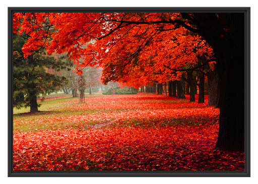 Rot gefärbter Park im Herbst Schattenfugenrahmen 100x70