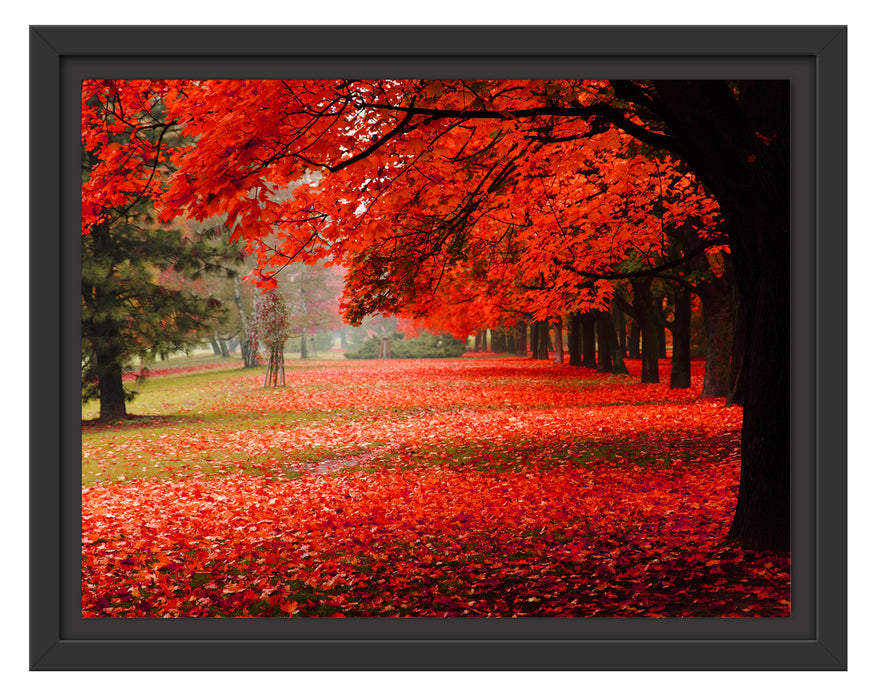 Rot gefärbter Park im Herbst Schattenfugenrahmen 38x30