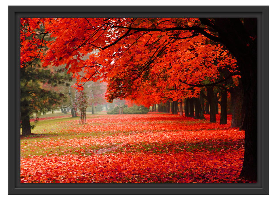 Rot gefärbter Park im Herbst Schattenfugenrahmen 55x40