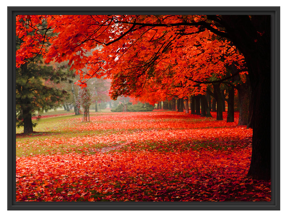 Rot gefärbter Park im Herbst Schattenfugenrahmen 80x60