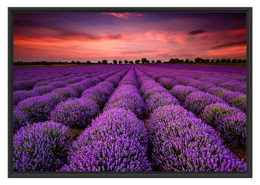Lila Lavendel Provence Schattenfugenrahmen 100x70