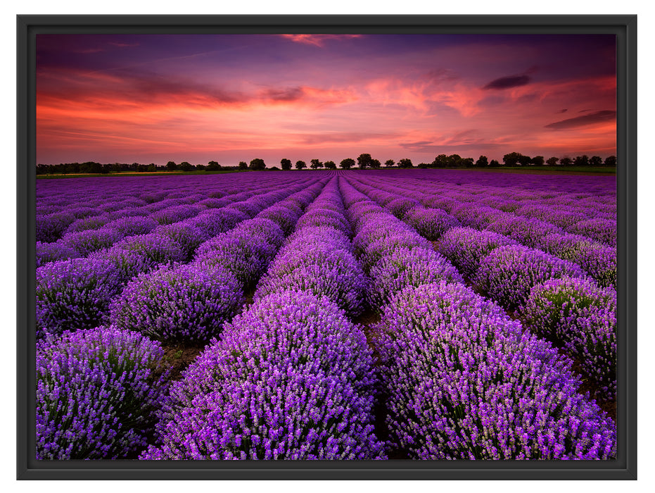 Lila Lavendel Provence Schattenfugenrahmen 80x60