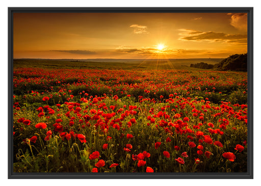 Mohnblütenfeld bei Sonnenuntergang Schattenfugenrahmen 100x70