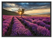 Lavendel Provence mit Baum Schattenfugenrahmen 100x70