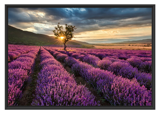 Lavendel Provence mit Baum Schattenfugenrahmen 100x70