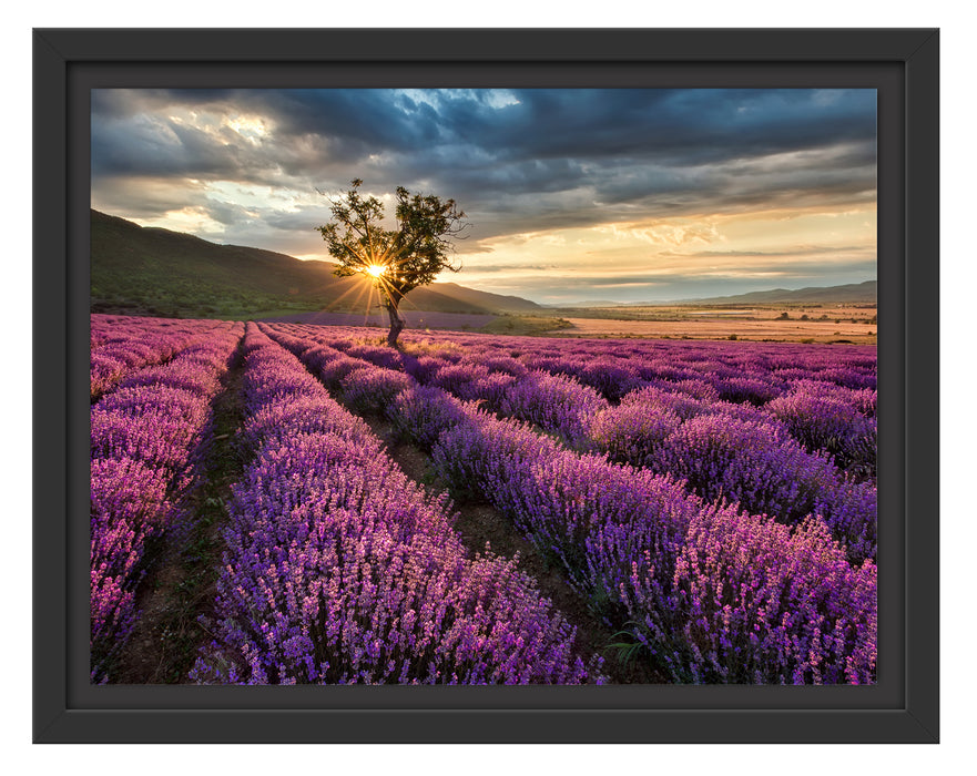 Lavendel Provence mit Baum Schattenfugenrahmen 38x30